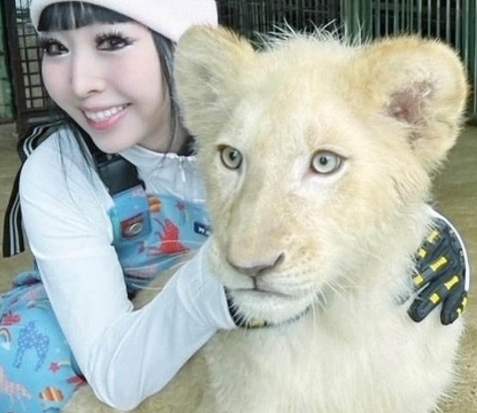 プリンセス天功　ホワイトタイガー